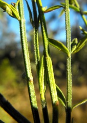 Teucrium puberulum