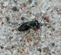 Geocoris dispar