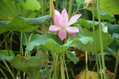 Nelumbo nucifera