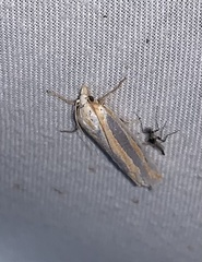 Pelochrista crambitana