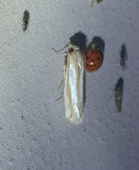 Pelochrista crambitana