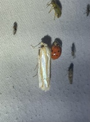 Pelochrista crambitana