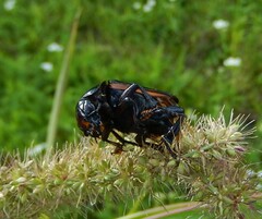 Nicrophorus germanicus