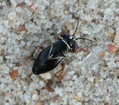 Geocoris dispar