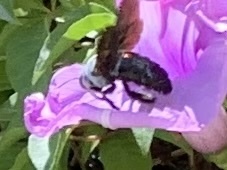 Xylocopa abbotti