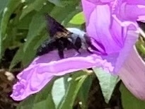 Xylocopa abbotti