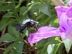Xylocopa abbotti