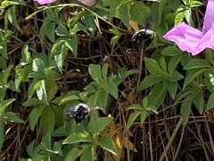 Xylocopa abbotti