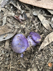 Cortinarius archeri