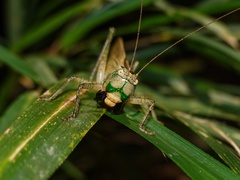 Palaeoagraecia ascenda