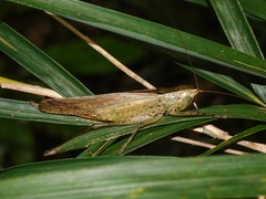 Palaeoagraecia ascenda