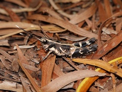 Traulia ornata okinawaensis