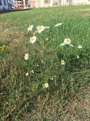 Tripleurospermum inodorum