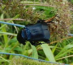 Nicrophorus germanicus