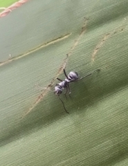 Polyrhachis tibialis