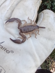 Hormurus waigiensis