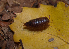 Styloniscus