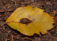 Styloniscus