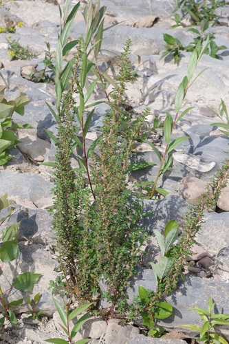 Clammy goosefoot (Dysphania pumilio)