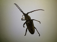 Enaphalodes hispicornis