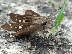 Polytremis lubricans