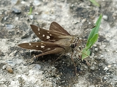 Polytremis lubricans