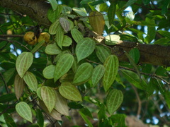 Hoya macrophylla