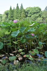 Nelumbo nucifera