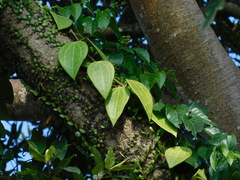 Hoya macrophylla