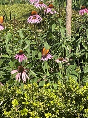 Doleschallia bisaltide australis