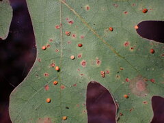 Neuroterus saltatorius