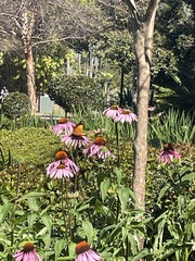 Doleschallia bisaltide australis