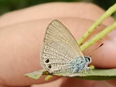 Nacaduba biocellata