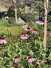 Doleschallia bisaltide australis