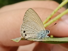 Nacaduba biocellata