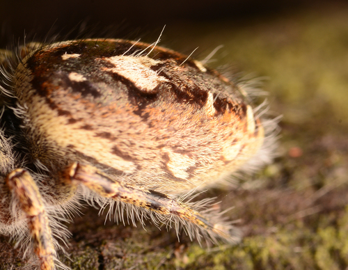 Putnam's Jumping Spider