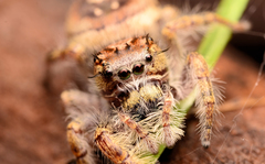 Phidippus putnami
