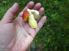Russula aurea