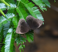 Ethope himachala