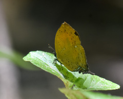 Yasoda tripunctata