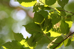 Carpinus laxiflora