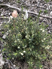 Melichrus urceolatus