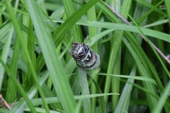 Cryptotympana atrata