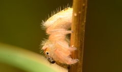 Phidippus cardinalis