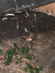 Latrodectus geometricus