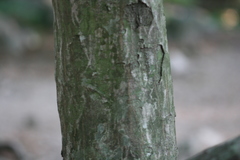 Carpinus laxiflora