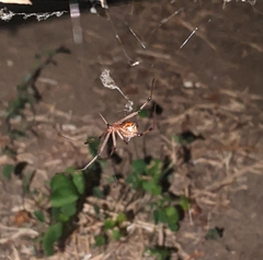 Latrodectus geometricus