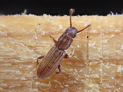 Oryzaephilus surinamensis