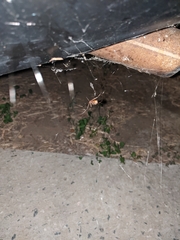 Latrodectus geometricus