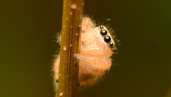 Phidippus cardinalis